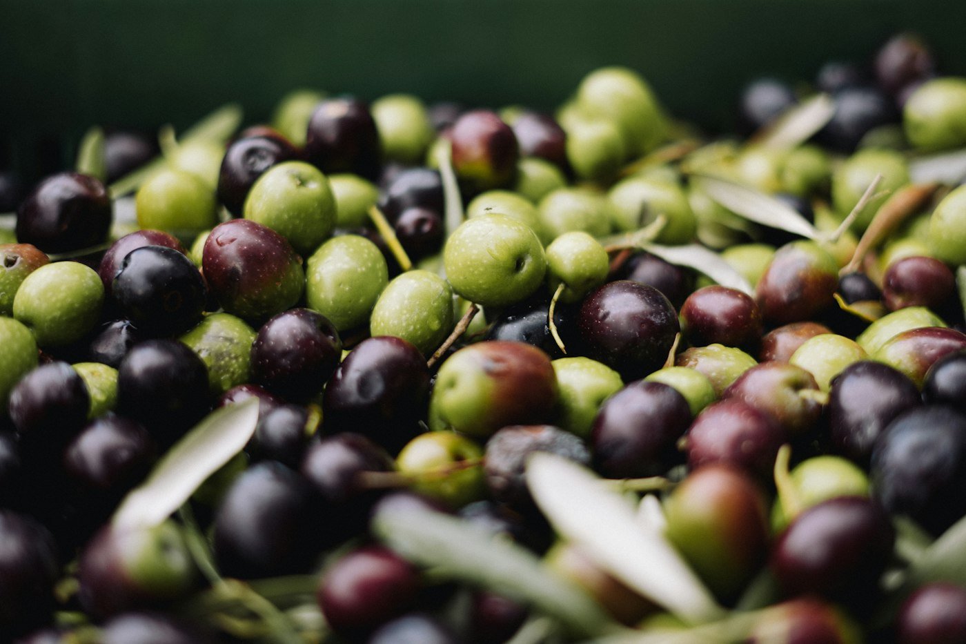 Close-up of green and black olives